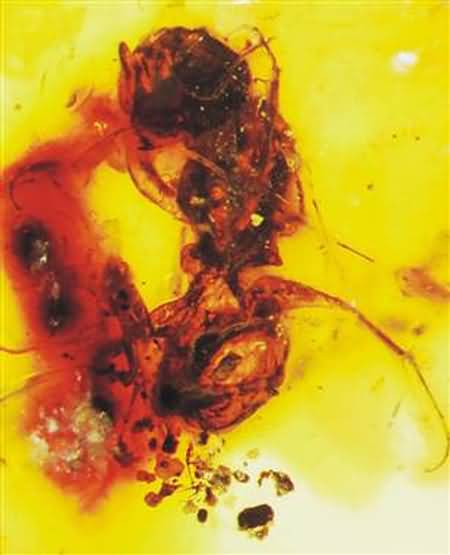 Oregon State University professor George Poinar found this 100 million-year-old bee trapped in amber