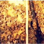Angies List Bee Identification