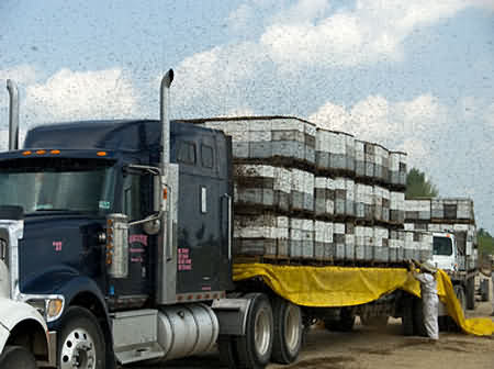 Beehives loaded onto a truck to be driven thousands of miles across America