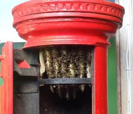 These bees have chosen to
make their nest in a post box! These bees have chosen to make their nest in a post box!