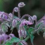 borage