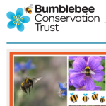 bumble bee conservation