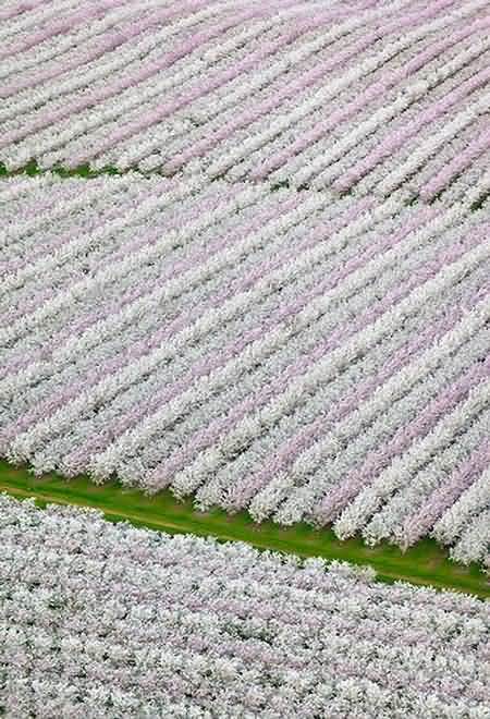Vast tracts of almond orchard
monoculture in California Vast tracts of almond orchard monoculture in California