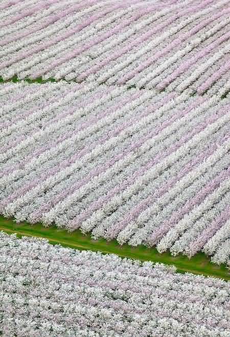 Vast tracts of almond orchard monoculture in California