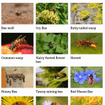 Cheshire Wildlife Trust bees and wasps