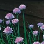 chives