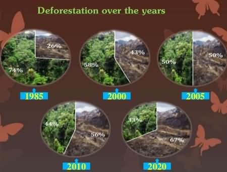 Diagram showing that forests are disappearing fast