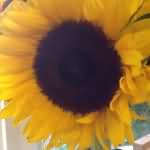 giant sunflower