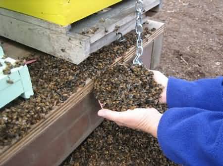 Dead bees, killed by pesticide drift Dead bees, killed by pesticide drift