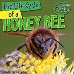 life cycle of a honeybee