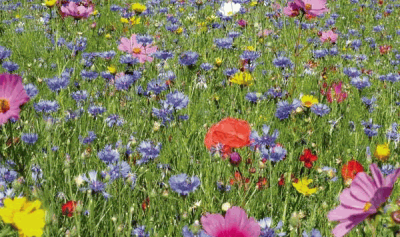 A mini wildflower meadow