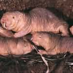 naked mole rats