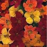 dwarf nasturtium