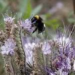 phacelia