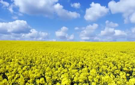 Huge field of oilseed rape Huge field of oilseed rape