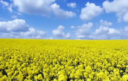 Huge field of oilseed rape