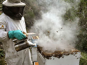 A beekeeper inspecting a hive using a smoker