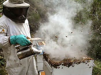 A beekeeper inspecting
a hive using a smoker A beekeeper inspecting a hive using a smoker