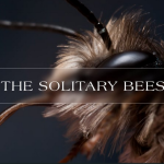 solitary bees
