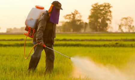 Spraying pesticide; note the protective clothing and breathing mask. The pesticide is harmful to health