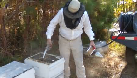 Here a beekeeper is pumping high fructose corn syrup into the hive