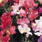 sweet pea
