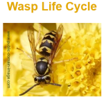 wasp life cycle