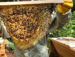 Natural Beekeeping: date to be arranged