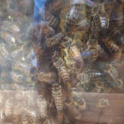 Bee Day date TBD