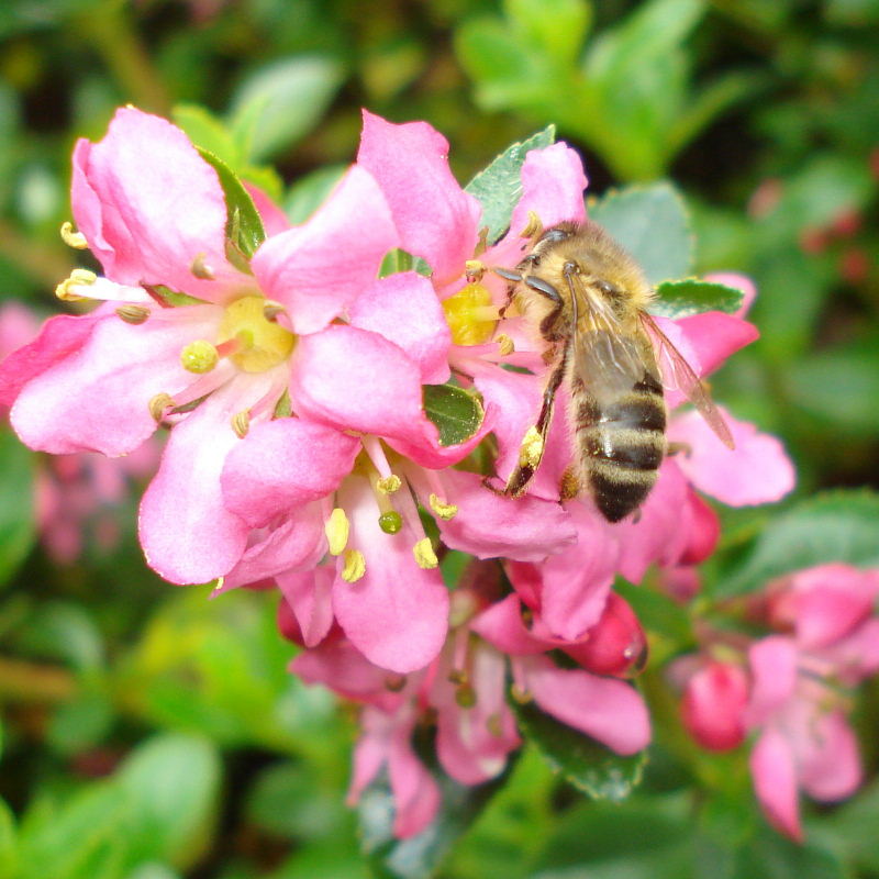 honeybee on escallonia flower